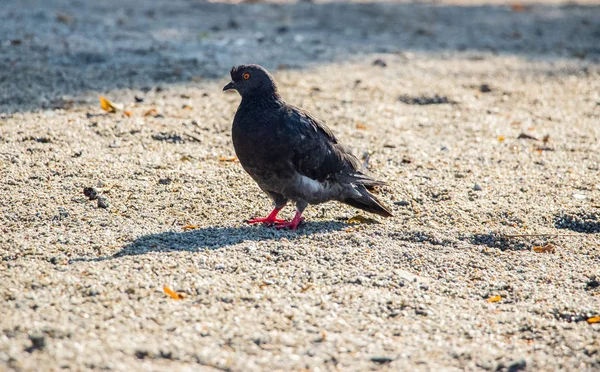 Pigeons Park Flock Pigeons Green Grass — Stock Photo, Image