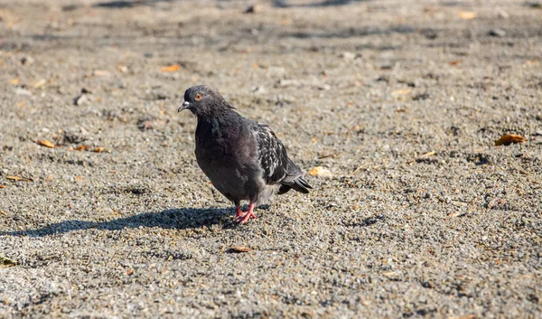 Pigeons Park Flock Pigeons Green Grass — Stock Photo, Image