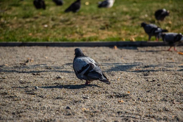 Tauben Park Ein Schwarm Tauben Auf Dem Grünen Gras — Stockfoto