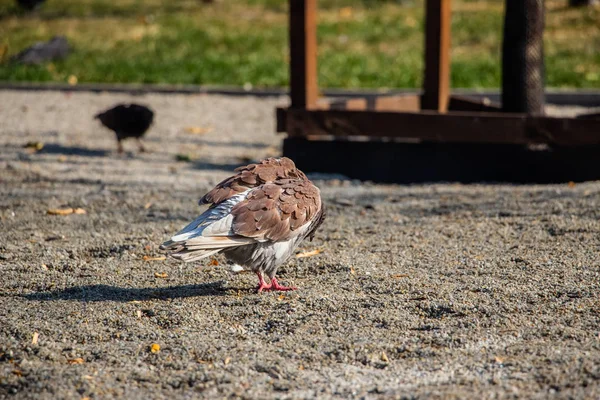 Pigeons Park Flock Pigeons Green Grass — Stock Photo, Image