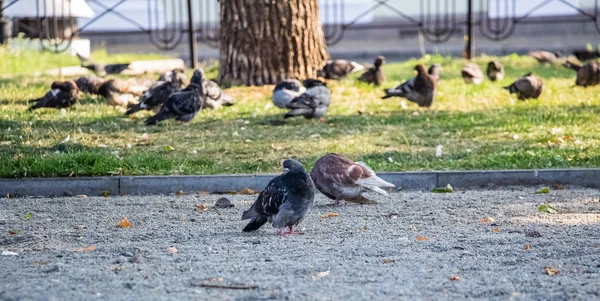 Tauben Park Ein Schwarm Tauben Auf Dem Grünen Gras — Stockfoto