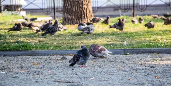 Pigeons Park Flock Pigeons Green Grass — Stock Photo, Image