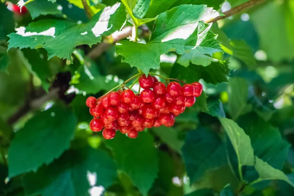 Yeşil yapraklı bir dalda asılı kırmızı viburnum
