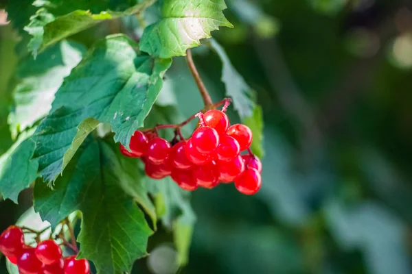 Röd Viburnum Hängande Ett Träd Gren Med Gröna Blad — Stockfoto