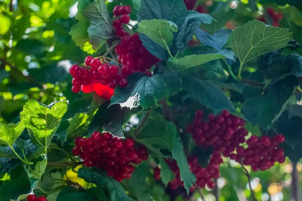 緑の葉を持つ枝に木にぶら下がっている赤いビブラム — ストック写真