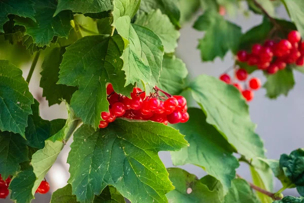 Röd Viburnum Hängande Ett Träd Gren Med Gröna Blad — Stockfoto