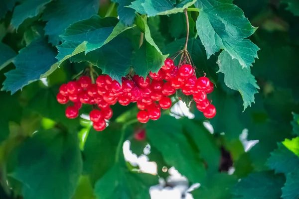 Red Viburnum Tergantung Pohon Pada Cabang Dengan Daun Hijau — Stok Foto
