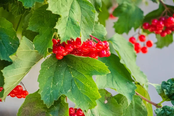 Röd Viburnum Hängande Ett Träd Gren Med Gröna Blad — Stockfoto