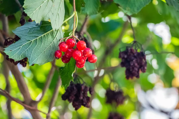 Röd Viburnum Hängande Ett Träd Gren Med Gröna Blad — Stockfoto