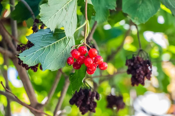 Röd Viburnum Hängande Ett Träd Gren Med Gröna Blad — Stockfoto