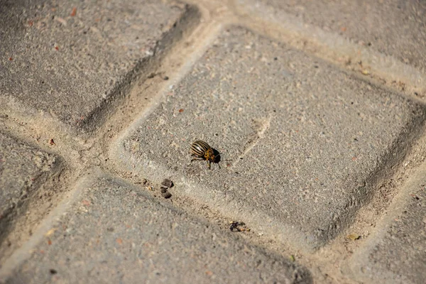 Scarabeo Della Patata Del Colorado Striscia Sulle Piastrelle Grigie Della — Foto Stock