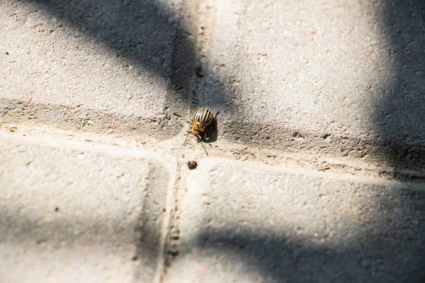 Escarabajo Patata Colorado Arrastra Sobre Las Baldosas Grises Pavimentadas Primer — Foto de Stock