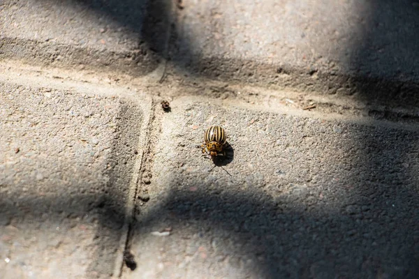 Escarabajo Patata Colorado Arrastra Sobre Las Baldosas Grises Pavimentadas Primer — Foto de Stock