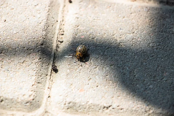 Scarabeo Della Patata Del Colorado Striscia Sulle Piastrelle Grigie Della — Foto Stock