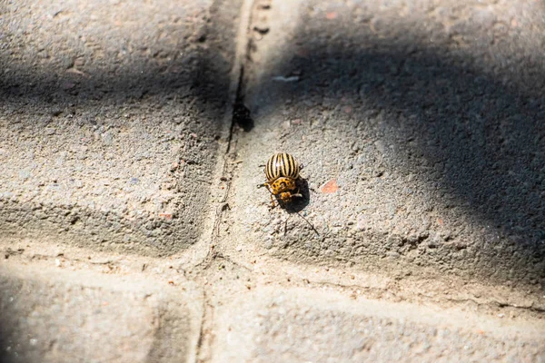 Scarabeo Della Patata Del Colorado Striscia Sulle Piastrelle Grigie Della — Foto Stock