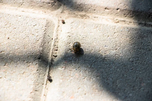 Escarabajo Patata Colorado Arrastra Sobre Las Baldosas Grises Pavimentadas Primer — Foto de Stock