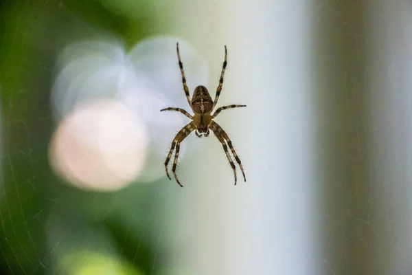 Una Araña Está Sentada Una Tela Fondo Borroso Primer Plano — Foto de Stock