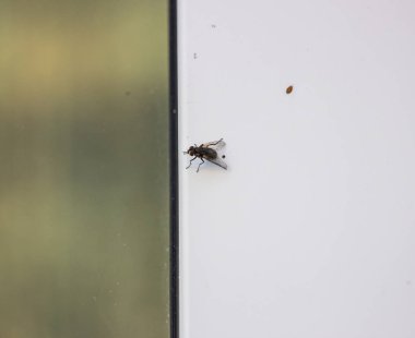 Bir sinek metal-plastik bir pencereye oturur. Yakın plan..