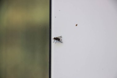 Bir sinek metal-plastik bir pencereye oturur. Yakın plan..