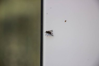 Bir sinek metal-plastik bir pencereye oturur. Yakın plan..