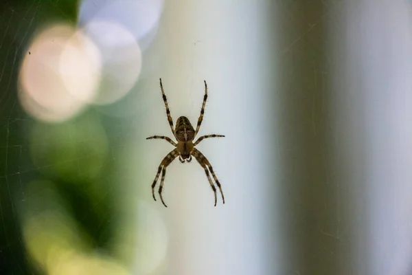 Spider Sitting Web Blurred Background Close — Stock Photo, Image