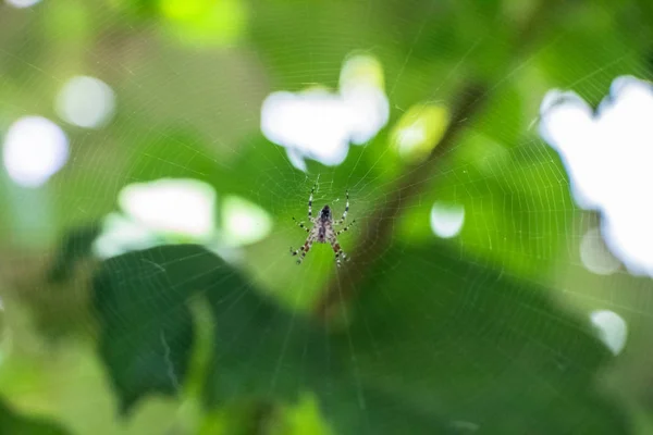 Egy Pók Hálón Homályos Háttér Közelkép — Stock Fotó