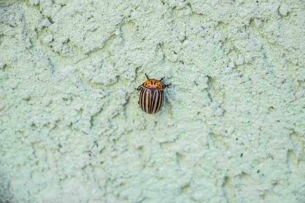 Escarabajo Patata Colorado Arrastra Sobre Una Pared Sobre Fondo Verde — Foto de Stock