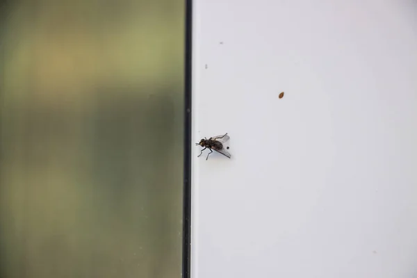 Eine Fliege Sitzt Auf Einem Metall Kunststoff Fenster Nahaufnahme lizenzfreie Stockfotos