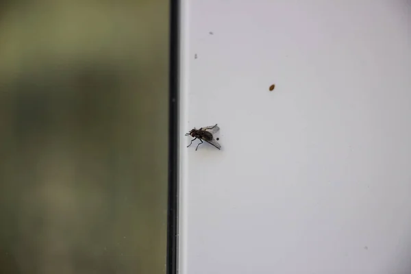 Eine Fliege Sitzt Auf Einem Metall Kunststoff Fenster Nahaufnahme Stockbild