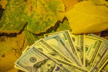 Sarı sonbahar yapraklarına dağılmış yüz dolarlık banknotlar. Yakın plan. Doku gibi arkaplan