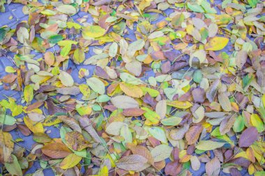 Sonbahar yaprakları kaldırım taşlarına saçılmış. Yakın plan. Doku gibi arkaplan
