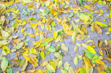 Sonbahar yaprakları kaldırım taşlarına saçılmış. Yakın plan. Doku gibi arkaplan