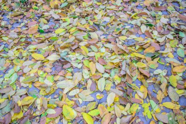 Sonbahar yaprakları kaldırım taşlarına saçılmış. Yakın plan. Doku gibi arkaplan