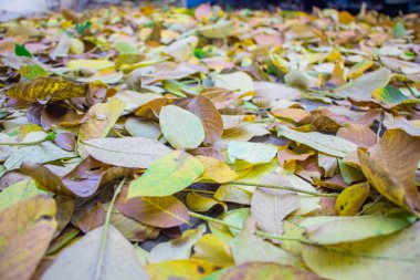 Sonbahar yaprakları kaldırım taşlarına saçılmış. Yakın plan. Doku gibi arkaplan