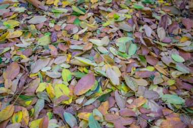 Sonbahar yaprakları kaldırım taşlarına saçılmış. Yakın plan. Doku gibi arkaplan