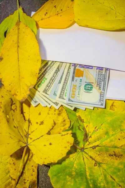 Hundred dollar bills in an envelope lost in yellow leaves. Close-up. Background like texture