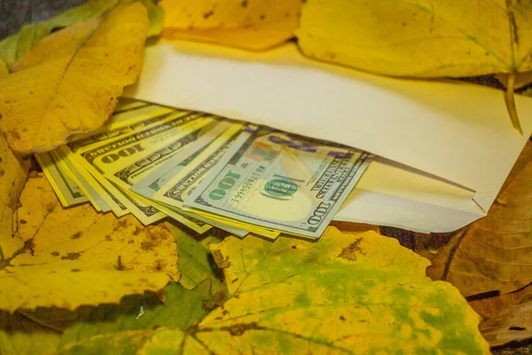 Sarı yaprakların içinde kaybolan bir zarfın içinde yüz dolarlık banknotlar. Yakın plan. Doku gibi arkaplan