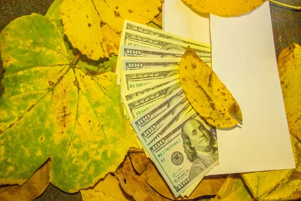 Sarı Yaprakların Içinde Kaybolan Bir Zarfın Içinde Yüz Dolarlık Banknotlar — Stok fotoğraf