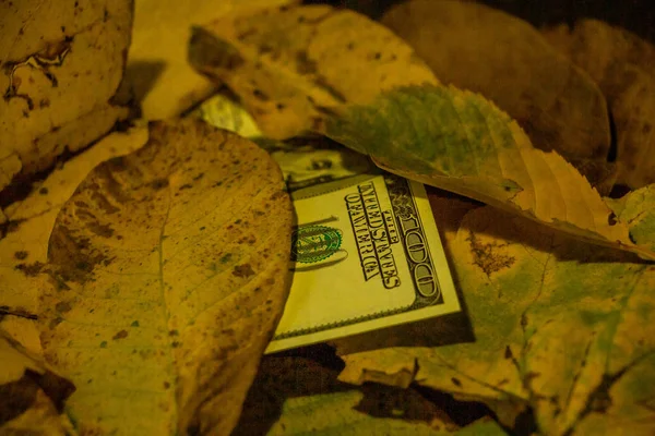Sarı Sonbahar Yapraklarına Dağılmış Yüz Dolarlık Banknotlar Yakın Plan Doku — Stok fotoğraf