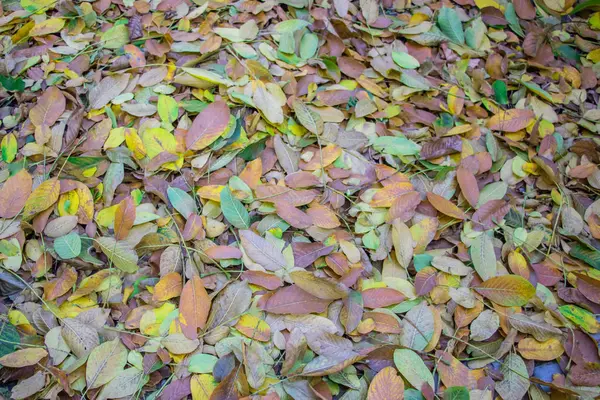 Herbstlaub Verstreut Auf Den Pflasterplatten Nahaufnahme Hintergrund Wie Textur — Stockfoto