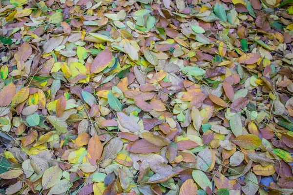 Autumn Leaves Scattered Paving Slabs Close Background Texture — Stock Photo, Image