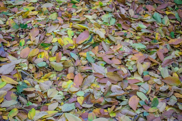 秋の葉は舗装スラブに散在します 接近中だテクスチャのような背景 — ストック写真