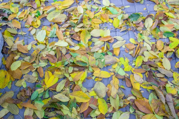 Autumn Leaves Scattered Paving Slabs Close Background Texture — Stock Photo, Image