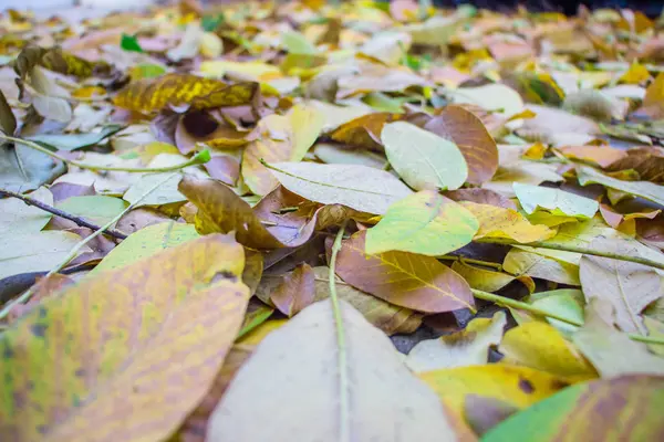 Hojas Otoño Esparcidas Las Losas Pavimentación Primer Plano Fondo Como —  Fotos de Stock