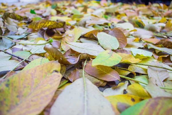 낙엽들 포장된 널빤지에 흩어져 클로즈업 과같은 — 스톡 사진