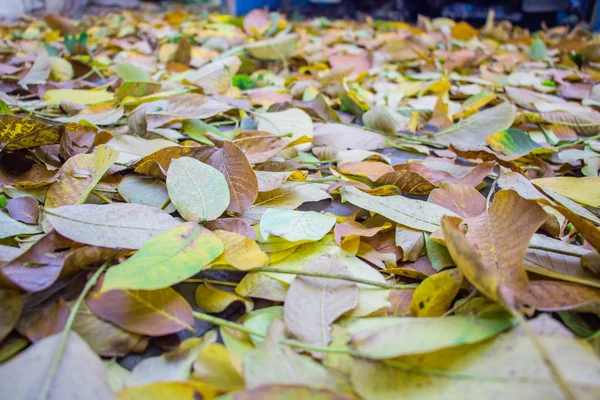 Hojas Otoño Esparcidas Las Losas Pavimentación Primer Plano Fondo Como —  Fotos de Stock