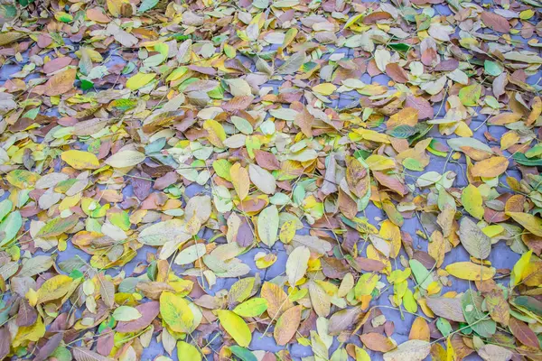 Folhas Outono Espalhadas Nas Lajes Pavimentação Close Fundo Como Textura — Fotografia de Stock