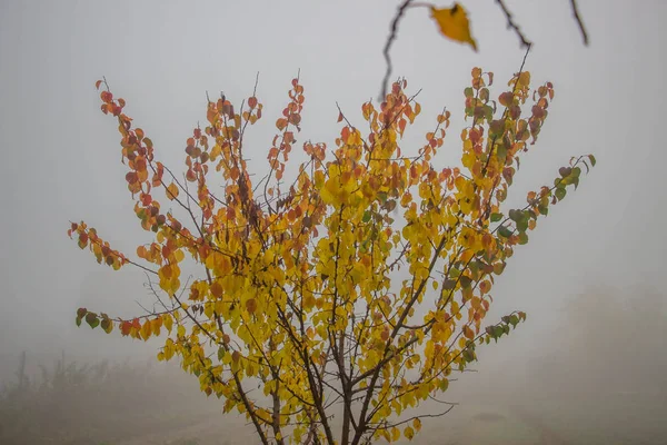 Желтые Листья Дереве Тумане Фон Текстура — стоковое фото