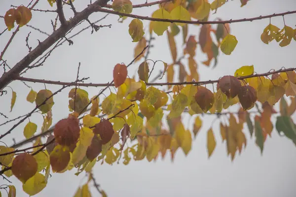Folhas Amarelas Uma Árvore Nevoeiro Fundo Como Textura — Fotografia de Stock