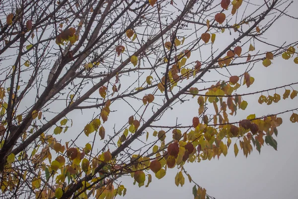Żółte Liście Drzewie Mgle Kontekst Jako Faktura — Zdjęcie stockowe